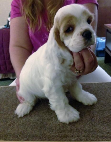 Cachorro de cocker spaniel prontos para adoção casa