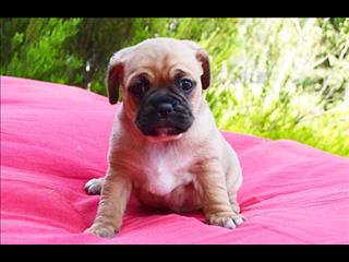 Boxer Cachorro para venda