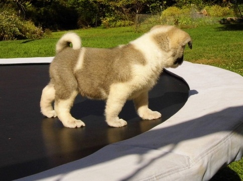 Fabuloso Akita Cachorro pronto para ir agora.