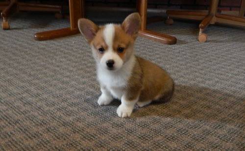 AKC registrados Cachorro Pembroke Welsh corgi