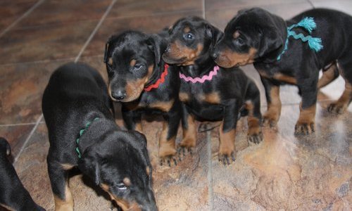 Os Cachorro de cachorro Doberman para adoção