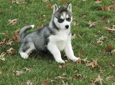 , Cachorros siberianos masculinos e femininos atraentes husky disponíveis