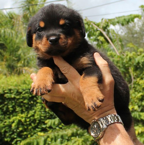 Cachorro de rottweiler agora para boas famílias