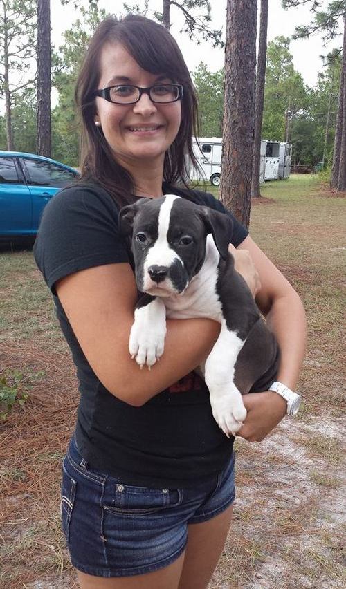 Bonito Cachorro pitbull para boas casas. 