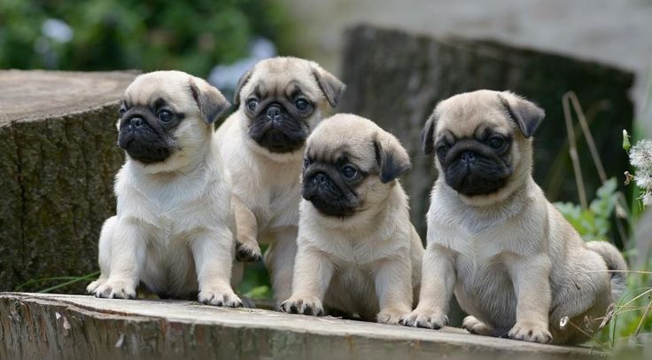 Cachorro de pug para boas casas. 