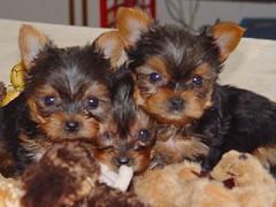 Yorkie cachorros para boas casas. 