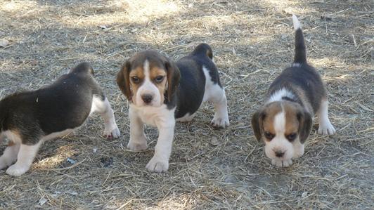 Excelente ninhada de Beagle Cachorro disponíveis com excelente qualidade morfológica e genética, 