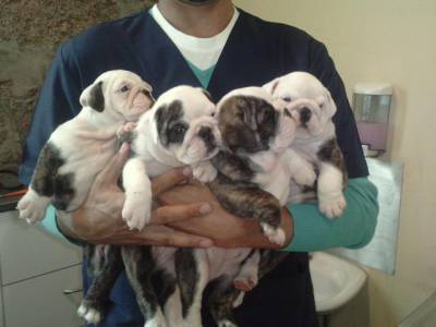 Bulldog ingles