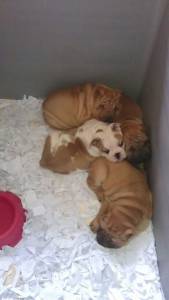 Shar-pei os ruguinhas