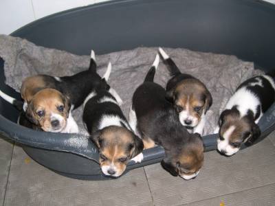 beagles tricolor