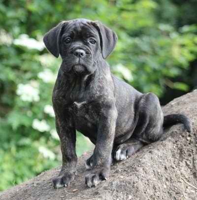 Cachorro cane corso para venda