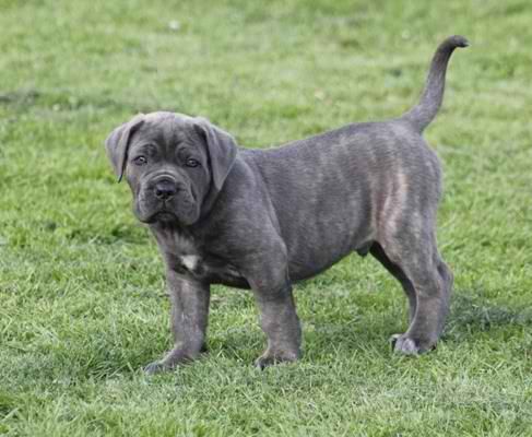 Cachorro cane corso para venda