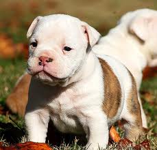 Masculino e feminino Inglês bulldog cachorros