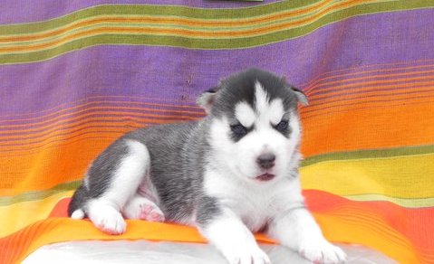 Qualidade Cachorro Husky Siberiano com olhos azuis