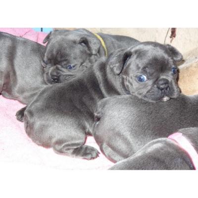 Azul do buldogue francês dos Cachorro de cachorro