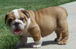 Adorável masculino e feminino bulldog inglês à venda