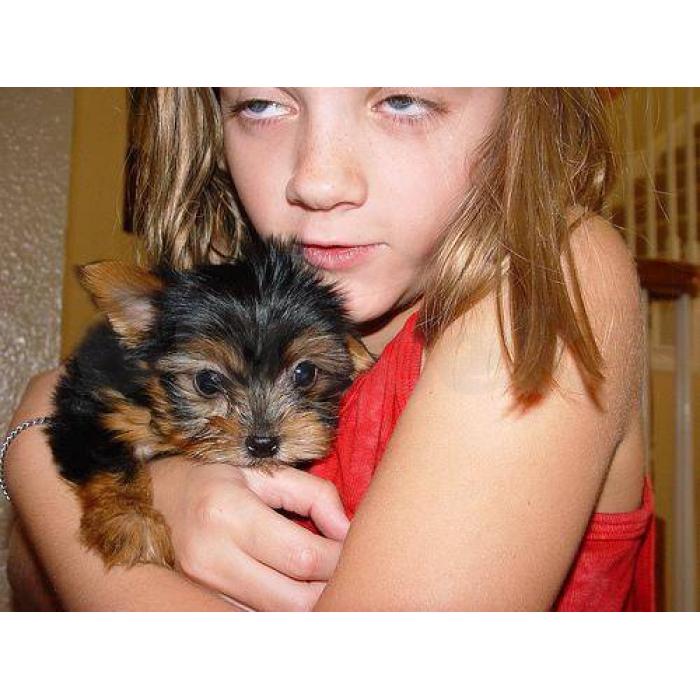 Cachorro de cachorro Yorkie adorável para adoção