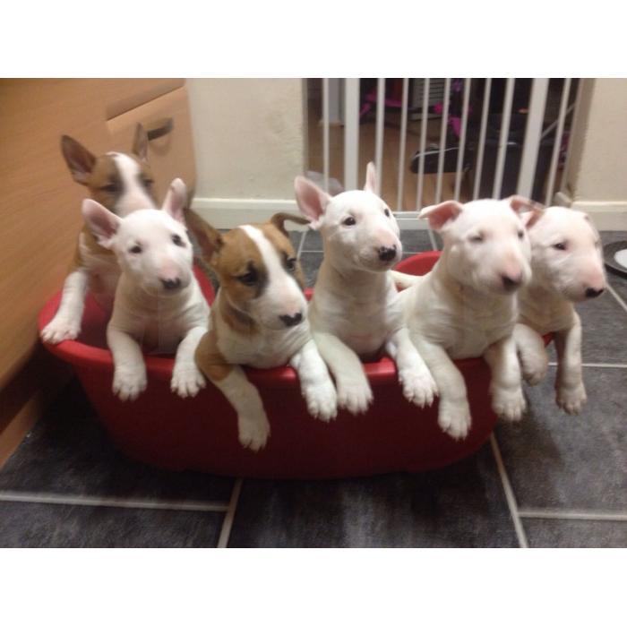 Cachorro de bull terrier adorável para adoção