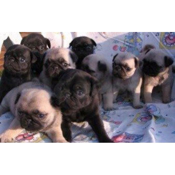1 linda Kc Reg Pug pronto  Agora