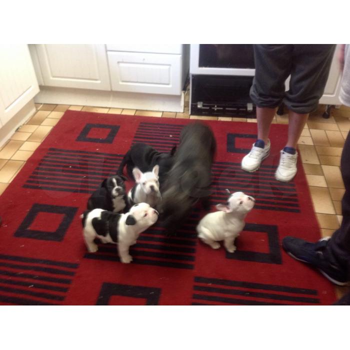 Frencbulldog Cachorro para adoção