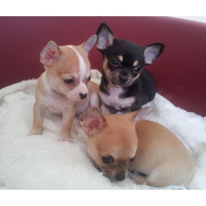 Chihuahua saudável Cachorro disponíveis