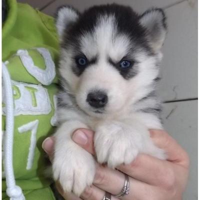  Macho e fêmea Husky siberiano Cachorro disponíveis