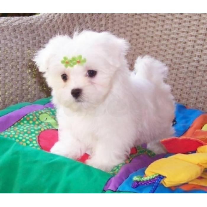 campeão teacup maltês para adoção