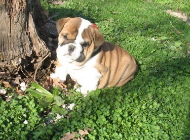 adoráveis Cachorro de bulldog inglês para venda