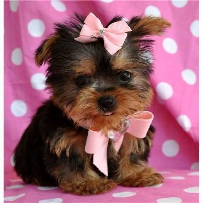 Os Cachorro de cachorro Yorkshire registrado para realojamento
