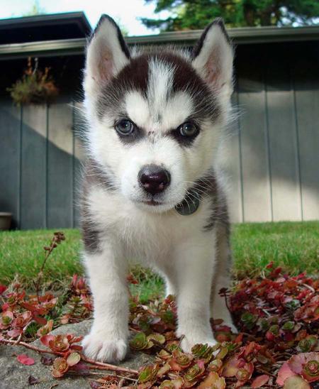 Cachorro de cachorro husky siberianos lindo masculinos e femininos