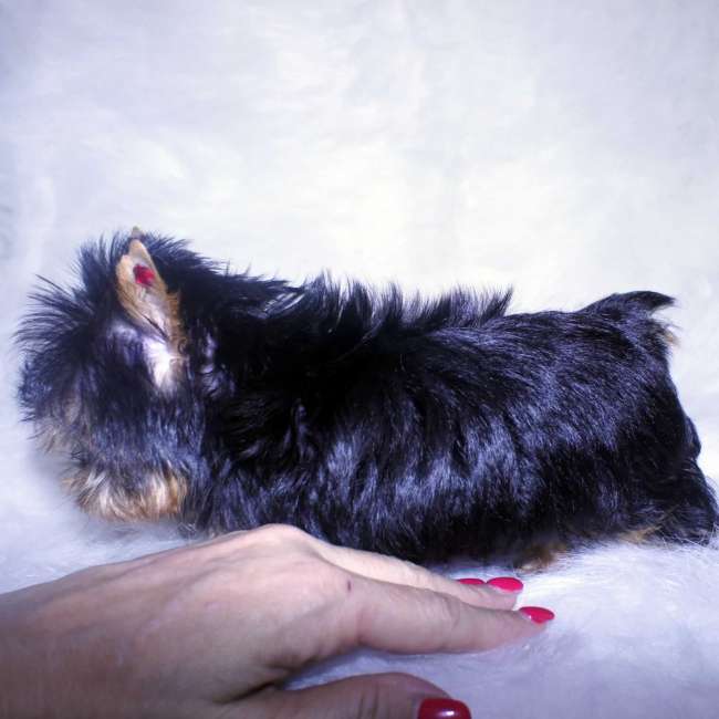 Um de um tipo Teacup Yorkie Disponível