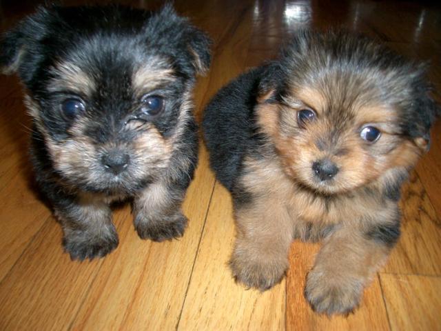 Os Cachorro de cachorro yorkshire terrier bonito