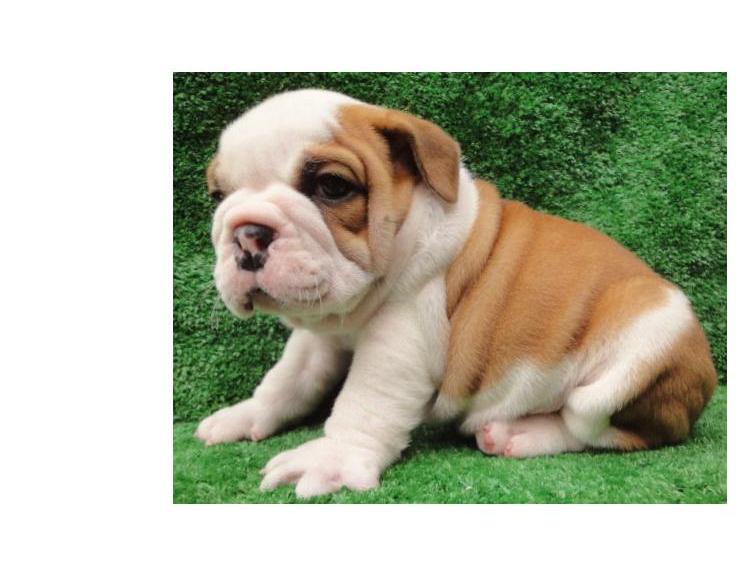 Adoráveis cachorros disponíveis para adopção Bulldog Inglês.