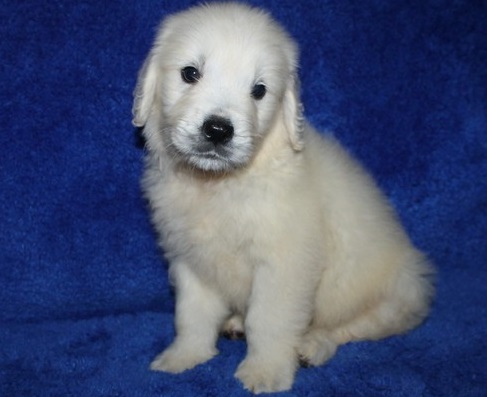 adorável, masculino e feminino socializados cachorros golden retriever para um bom atendimento domiciliar