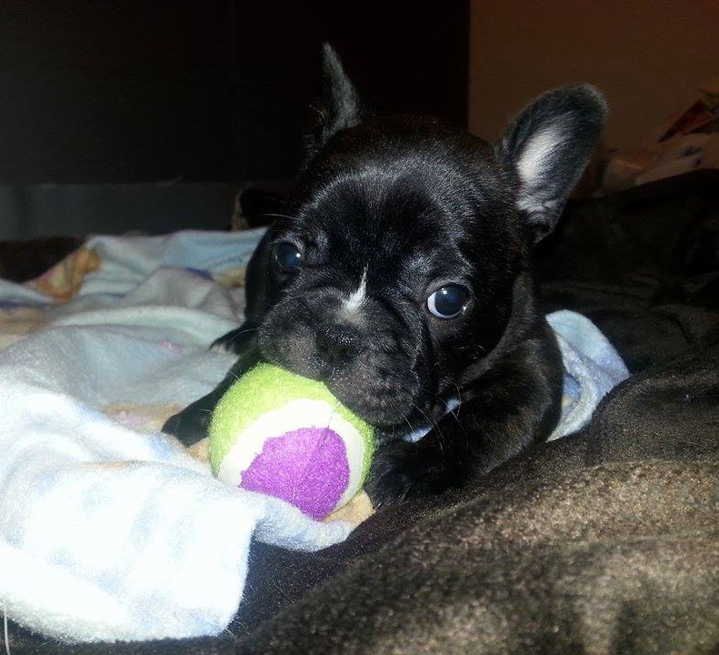 Cachorro de cachorro bonitos do buldogue francês para venda
