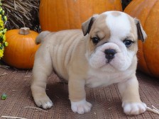 12 semanas velhos Cachorro Bulldog Inglês