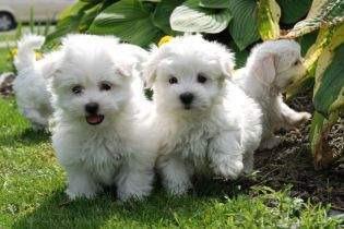 Masculino adorável e Cachorro de cachorro malteses fêmeas