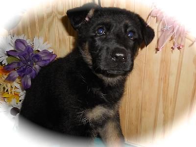 Os Cachorro de cachorro pastor alemão. Extremamente inteligente. Melhores garantias. Os pais no local.pas