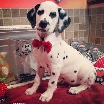 Dalmatian Cachorro de novas casas