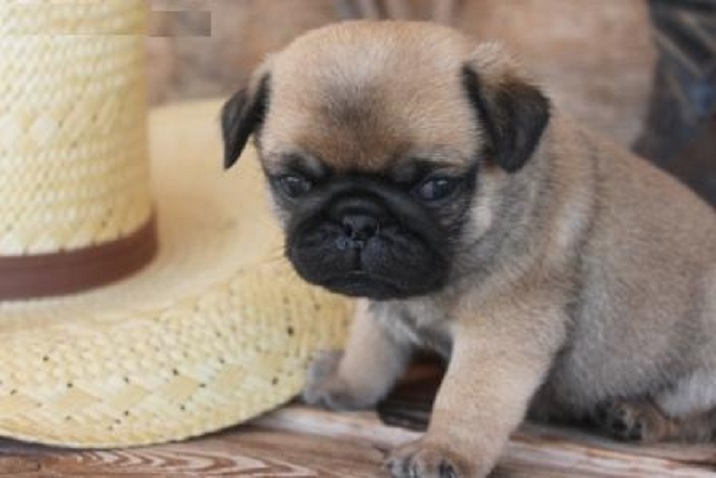 Dois Cachorro de cachorro adoráveis AKC Pug 2 masculinos e 1 feminino pronto para uma nova casa.