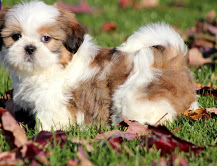 Os Cachorro de cachorro registados bonitas Shih Tzu