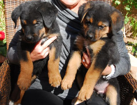 Cachorro de qualidade Litter Rottweiler para a venda.