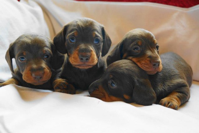 Filhotes de cachorro do Dachshund para venda, meninos e meninas doces disponíveis.