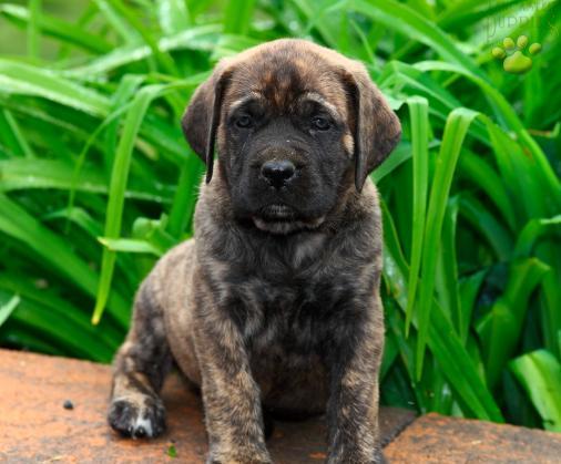 Os Cachorro de cachorro Mastiff Inglês para Venda