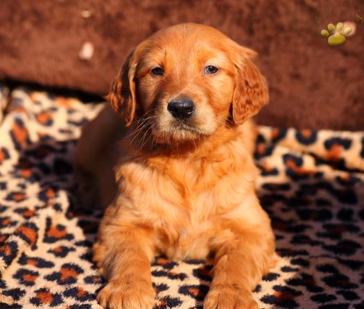 Os Cachorro de cachorro do golden retriever para casa nova ou amigo ..