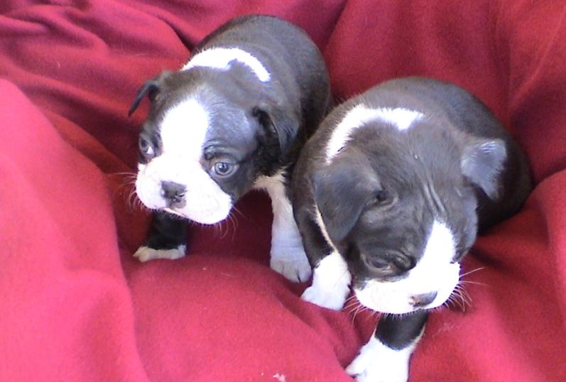 Raça pura Terrier de Boston, pedigree, verifique 12 semanas veterinário completo and1st vacina