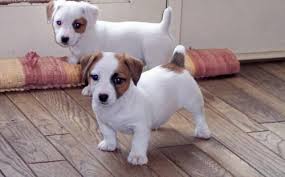 Absolutamente adorável Jack Russell cachorros disponíveis.