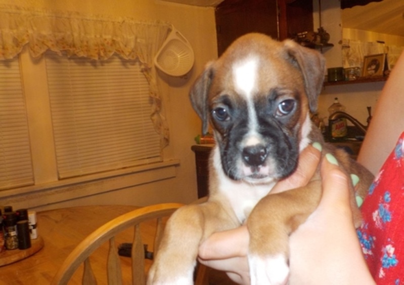 Masculino e feminino Início Treinado Boxer Cachorro para adoção