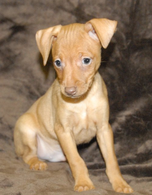 Pinscher Puppies miniatura disponíveis para realojamento