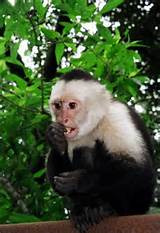 Macaco-prego Carinhoso para adoção Entre em contato para mais informações sobre